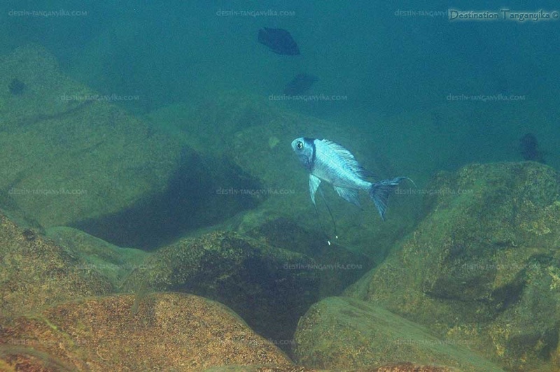 Ophthalmotilapia ventralis 'Kasanga'